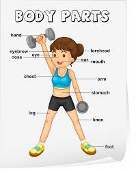 Help your child learn about the human body with a body parts worksheet. Free Vector Body Parts Vocabulary Worksheet