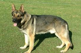 Explore 2 listings for silver sable german shepherd for sale at best prices. Rpnoxcuf410jbm