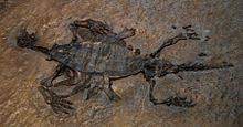 Pappochelys rosinae schoch & sues, 2015. Pappochelys Wikipedia