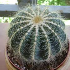 Grow lamps can also work. Notocactus Magnificus A Picture Perfect Cacti For Pots Or Patio Prefers Light Shade Or A Small Amount Of Full Sun Regular W Cactus Plants Cactus Cactus Seeds