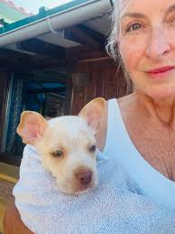 Border terrier puppy adoption in Hawaii