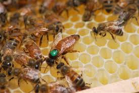 Nos Produits Apiculture Abeille Insectes