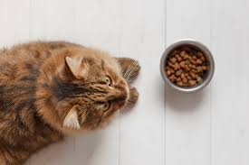 It's been found to reduce joint pain. Spoil Your Kitty With These Homemade Recipes Spca West