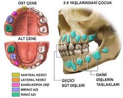 Pedodontist Cocuk Dis Hekimligi Uzmani Dr Dt Altan Gungor Pedodonti