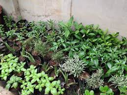 Shop our huge selection of chrysanthemum perennial plants. Herb Plants For Sale Basil Insulin Serpentina Tarragon Rosemary Lavander Oregano Furniture Home Living Gardening Plants Seeds On Carousell