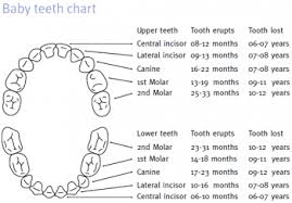Baby Teething Chart Multi Mam Australia