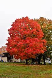 Green Mountain Sugar Maple Acer Saccharum Green Mountain At Bachman S Landscaping Red Maple Tree Maple Tree Landscape Shade Trees