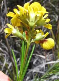 Image result for Dicoma galpinii