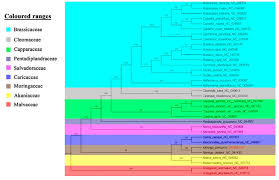 Image result for Pentadiplandraceae