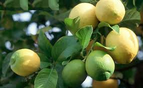 Sangat mudah untuk melewatkan buah jeruk buah anggur ini, tapi jangan biarkan ukuran kecilnya menipu anda. Peduli Ketahanan Hayati Jeruk Jenis Jeruk Jeruk Sitrun
