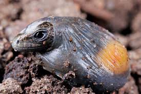 Did The Reptile Or The Egg Come First? Scientists Have Changed Their Minds  - Earth.Com