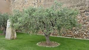 Comment diffuser votre pvu ? Olivier Planter Et Tailler Ooreka