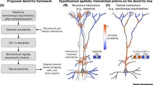 Magi colour 4695 driver : A Dendrite Focused Framework For Understanding The Actions Of Ketamine And Psychedelics Trends In Neurosciences