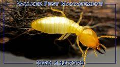 Do it yourself tasks always seems daunting but, with the right methods and treatments this can help you to get rid of pests and save money and your time too. Walker Pest Management Walkerpest Profile Pinterest
