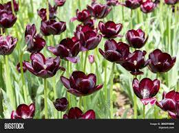 So if you're looking to add something a little different to even though this beautiful black bloom looks to be as dark as the night, it's in fact a very dark the iris is a flower that is obtainable in almost every colour imaginable, including a deep shade of. Group Maroon Dark Red Image Photo Free Trial Bigstock