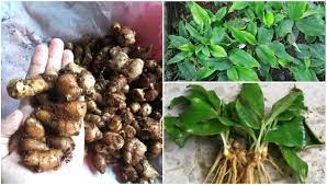 Khasiat kencur dapat menjadi penghangat alami untuk tubuh. 7 Khasiat Cekur Kencur Kaempferia Galanga Petua Kesihatan Kegunaannya