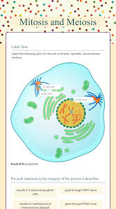 For some it is when they reach maturity. Mitosis And Meiosis Interactive Worksheet By Emily Wieczorek Wizer Me