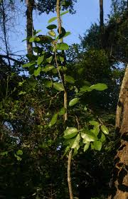 Image result for Hippocratea africana
