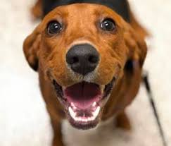 Maybe you would like to learn more about one of these? Pet Adoption And Rescue Lakeland Animal Shelter