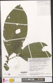 Image result for Tabernaemontana penduliflora