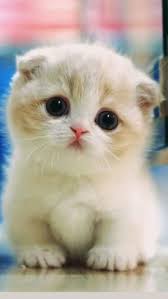 Cutest Animals 2020 Sevimli Hayvan Yavrulari Cute Kittens Sevimli Kedi Yavrulari