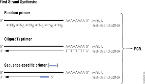 Pcr Amplification An Introduction To Pcr Methods Promega