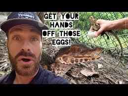 The Caiman Keep Laying Eggs!
