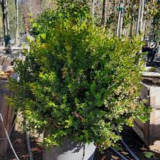 Image result for Buxus acutata