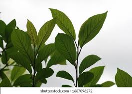 Image result for Embelia