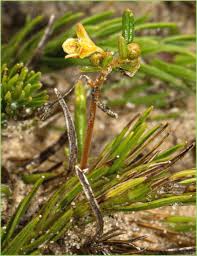 Image result for Nicolasia costata