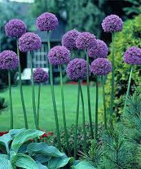 Love This Giant Gladiator Allium Bulb Set Of Three On Zulily Zulilyfinds Allium Flowers Plants Flowers