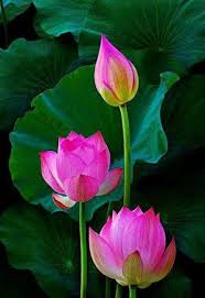 Beautiful Flowers Community Google Lotus Flower Art Lotus Flower Pictures Amazing Flowers