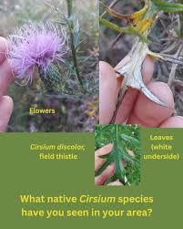 Image result for Cirsium