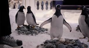 Also do they have to be placed on a beach biome or does any sand work? Penguin Egg Emergency Hatch How Home Facebook