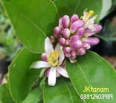 We did not find results for: Jk Tanam Selain Bentuk Daun Dan Buahnya Yang Berbeda Facebook