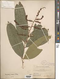 Image result for Deinbollia