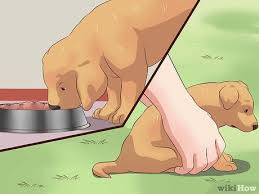 Es ist aber aus gesundheitlichen und sozialen gründen wichtig, dass sie die welpen nicht vor der zehnten lebenswoche abgeben. Einen Welpen Abgeben 14 Schritte Mit Bildern Wikihow