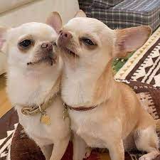 Love Chihuahua On Instagram Cuteness Overloaded Cute Chihuahua Chihuahua Puppies Chihuahua Love