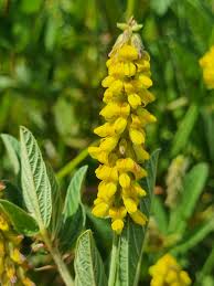 Image result for Eriosema pauciflorum