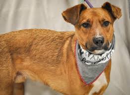 Paint a Pooch Fundraiser for the DSPCA by Paint & Prosecco. Hosted in The  Goat Bar & Grill in partnership with The Doggy Dining Club. Date & Time:  Wednesday, July 2nd, 2025,