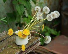 Pin By Sammie Russell 5 On Dandelion Cottage Very Beautiful Flowers Dandelion Flower Beautiful Flowers