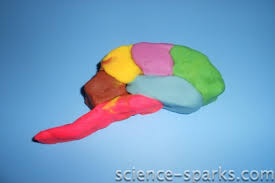 We did not find results for: How To Make A Model Brain