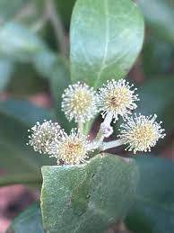 Image result for Conocarpus erectus