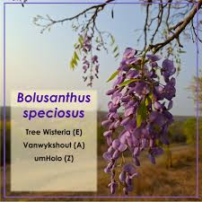 Image result for Bolusanthus speciosus