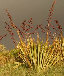 Image result for Phormium