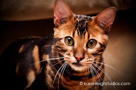 A bengal cat is considered a hybrid breed. Bengal Cats For Sale Bengal Cat Breeder Breeders Snow Bengal Cats For Sale Bengal Cat Breeders Bengal Cat Bengal Cat For Sale