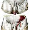 10/4/2021 · this is also known as the medial compartment of the thigh that consists of the adductor anatomy male groin diagram of male groin electrical wiring diagrams.… continue reading →. 1