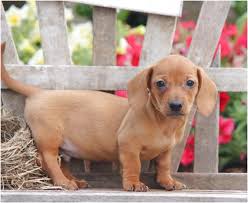 Find dachshund ads in our dogs & puppies category. Miniature Dachshund Puppies For Sale In Pa