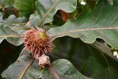 どんぐりのなる木 庭木図鑑 植木ペディア