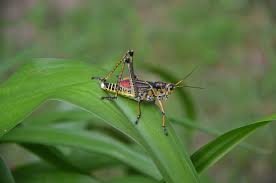 Large, clumsy lubber grasshoppers feed voraciously on vegetable and fruit crops as well as ornamental plants, often defoliating vegetation and making plants look unsightly. The Hungry Georgia Thumper Is Not A Welcome Guest